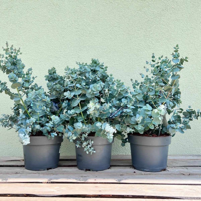 Eukaliptus Niebieski roślina w donicy 2l