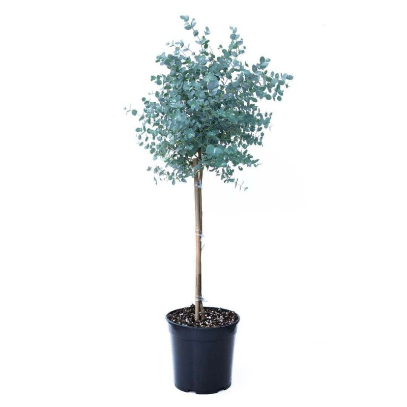 Eukaliptus mrozoodporny duża sadzonka