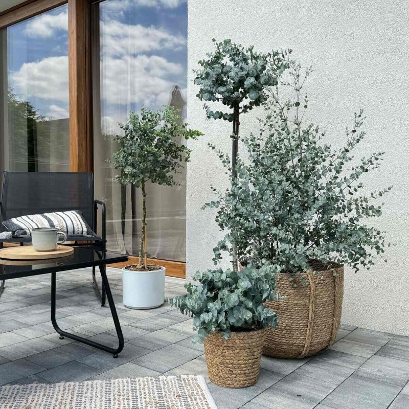 Eukaliptus mrozoodporny w donicy C4 na pniu