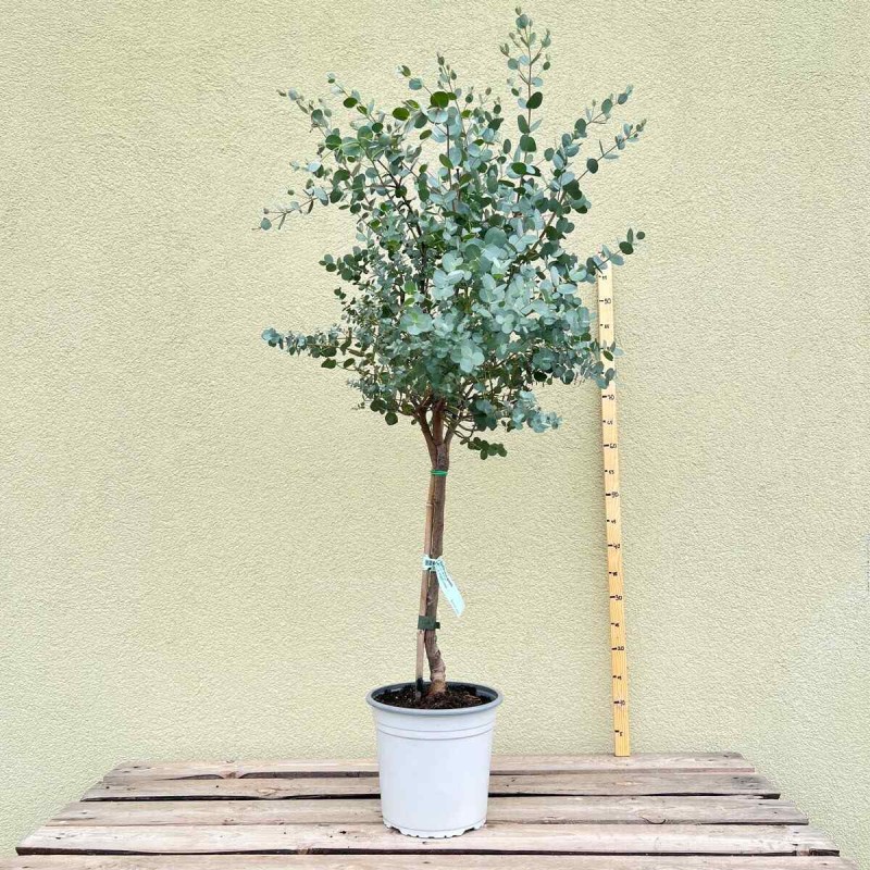 eukaliptus na pniu sadzonka.jpg