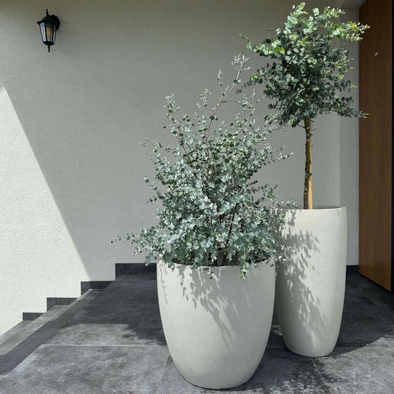 eukaliptus niebieski C2  formowany kula cena