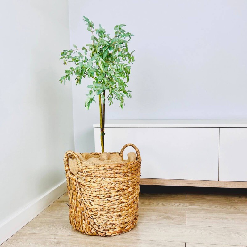 eukaliptus C2 na pniu jak szybko rośnie