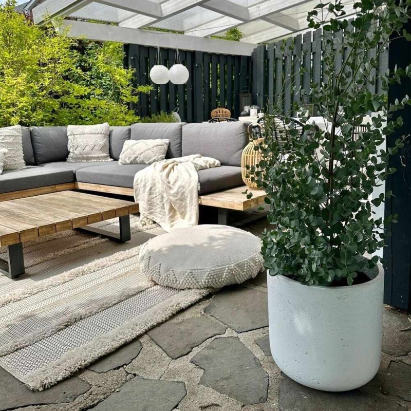 Eucalyptus globulus nasiona uprawa