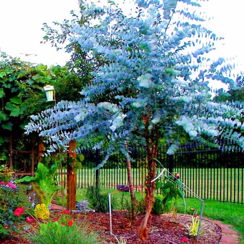 niebieski Eukaliptus MEGA PAKA