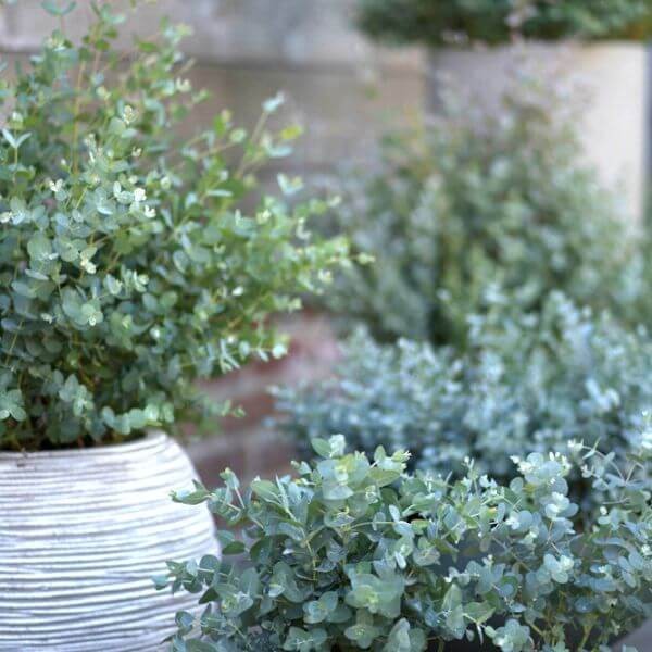 Eucalyptus niebieski uprawa z nasion