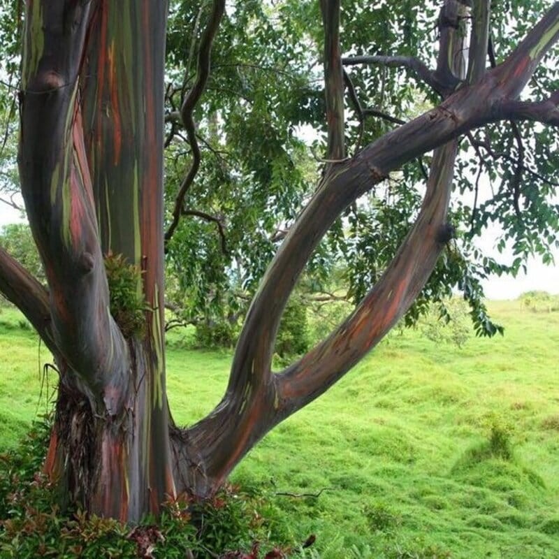 eukaliptus teczowy nasiona