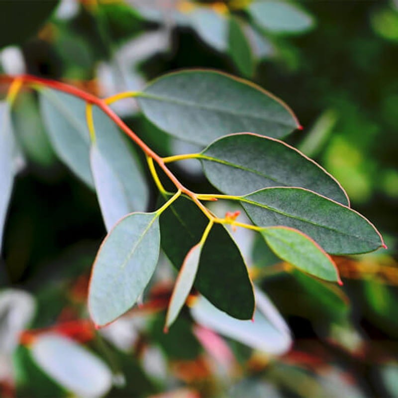 eucalyptus deglupta nasiona