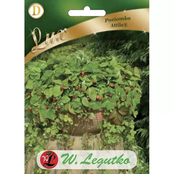 poziomka-attila nasiona cena