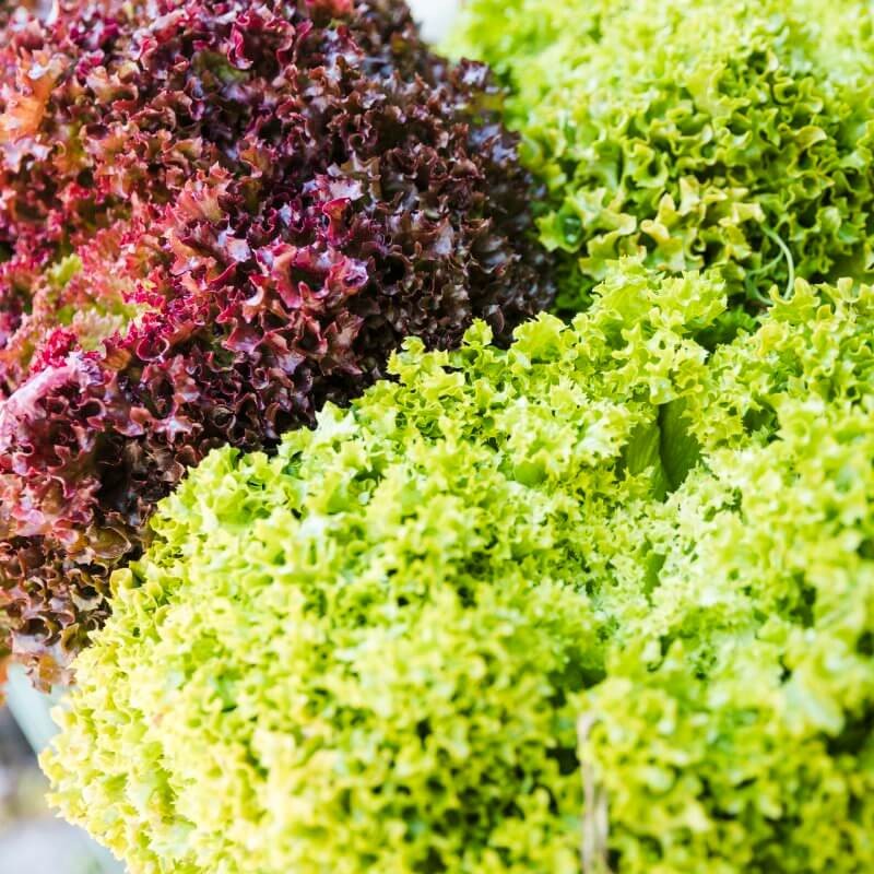 bio-salata-lisciowa-lollo-rossa.jpg
