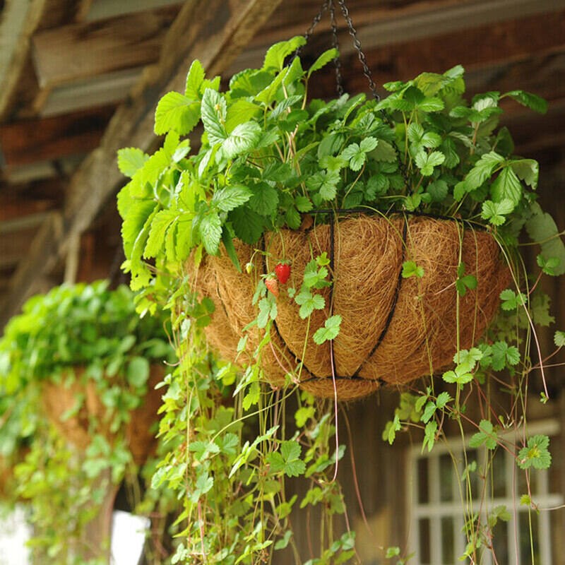 Poziomka Wisząca Attila xxl największe owoce