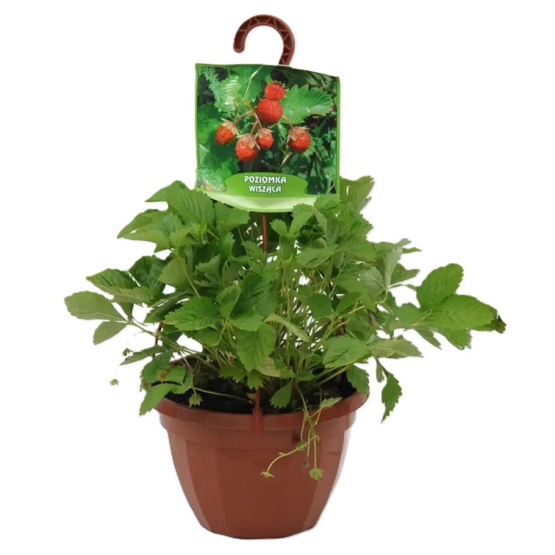 Poziomka Wisząca Attila w wiszącej donicy cena