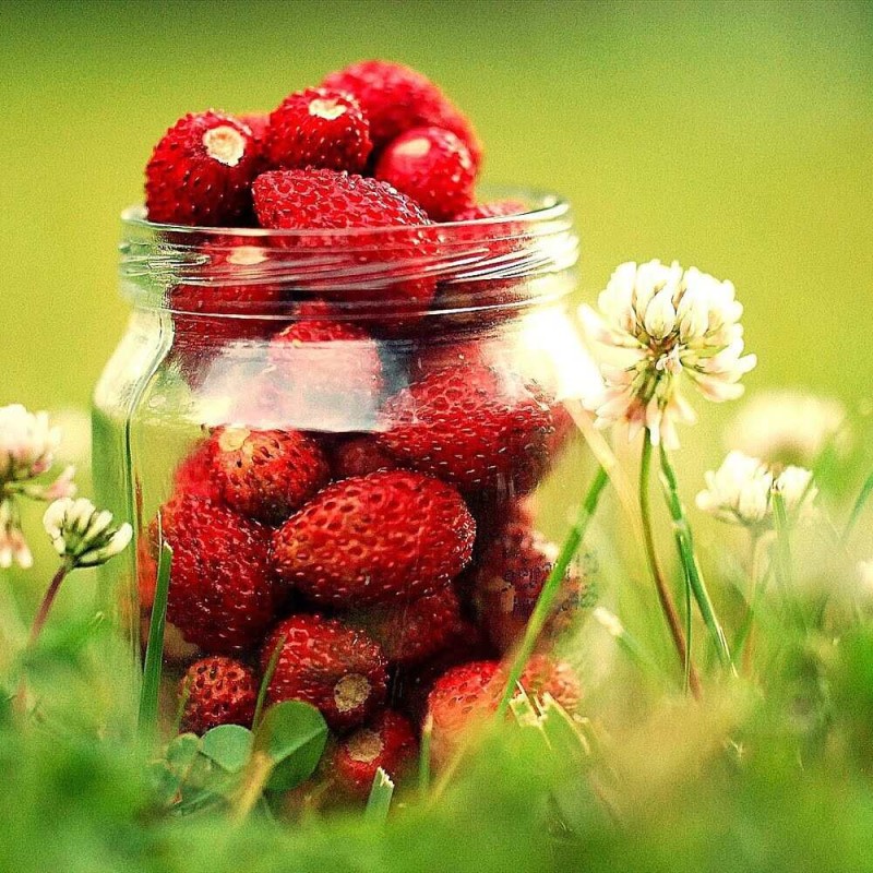 Poziomka Regina Sadzonka (Fragaria vesca) duże owoce