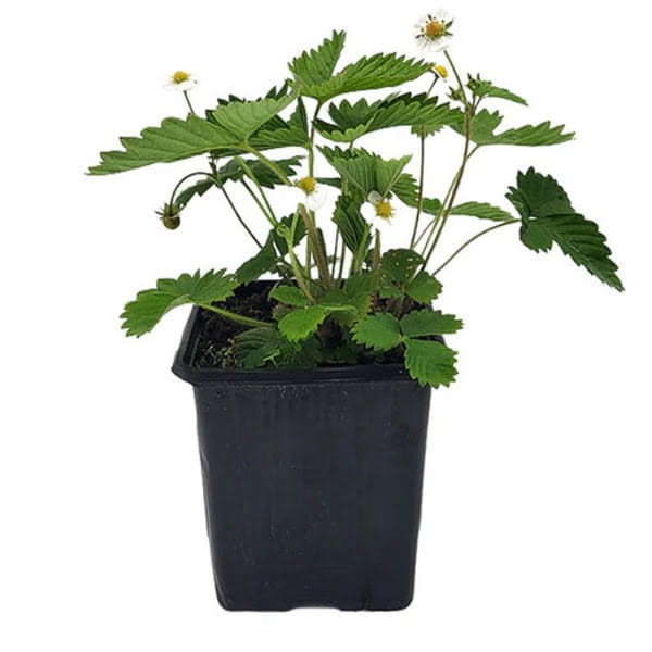 Sadzonki poziomki Regina w doniczkach