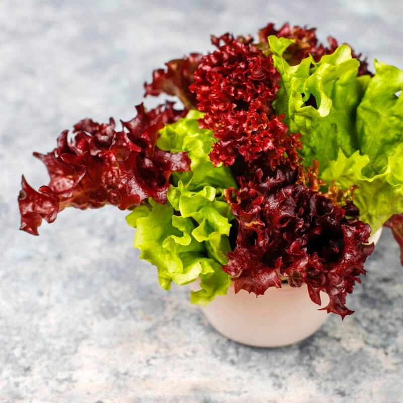 bio-salata-lisciowa-lollo-rossa-na-blacie.jpg