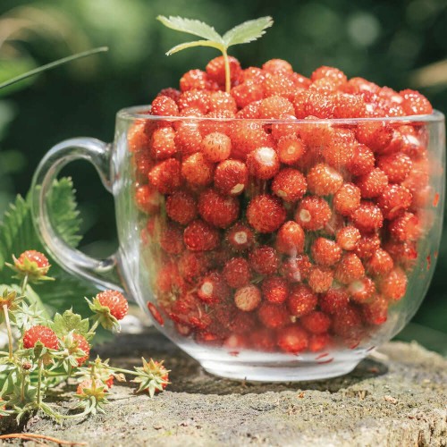 Poziomka Rugia nasiona 0,2g