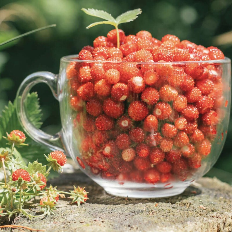 Poziomka Rugia (Fragaria vesca) nasiona
