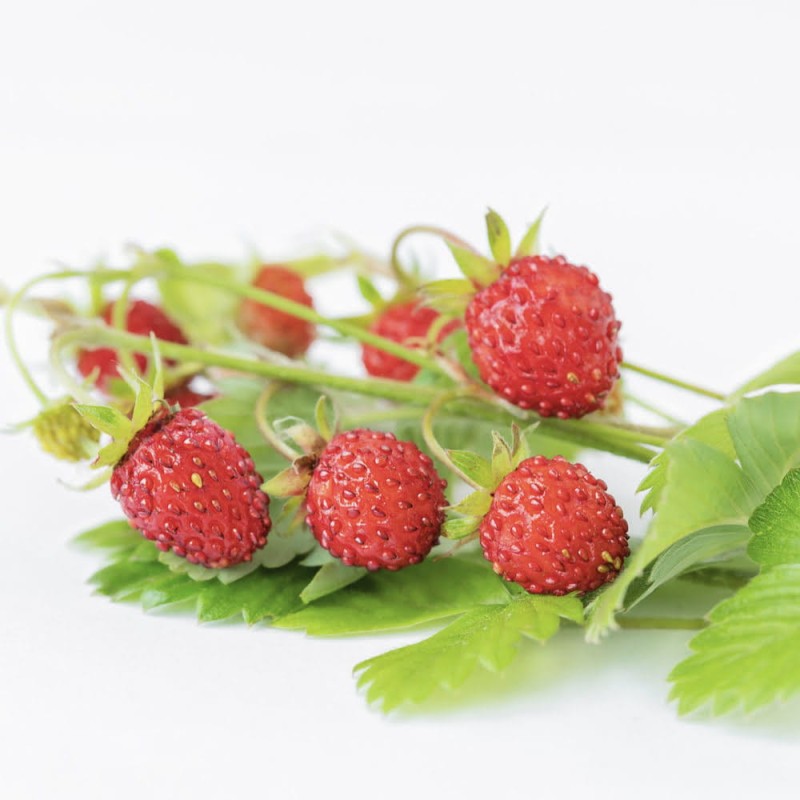 Poziomka Baron von Solemacher nasiona kiedy sadzić