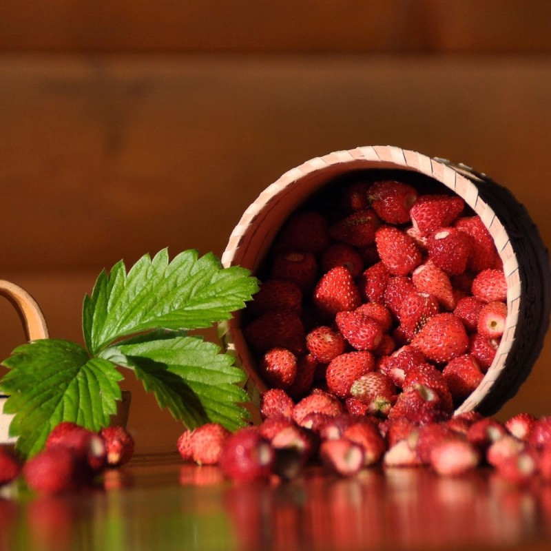 Poziomka Baron von Solemacher nasiona jak hodowac