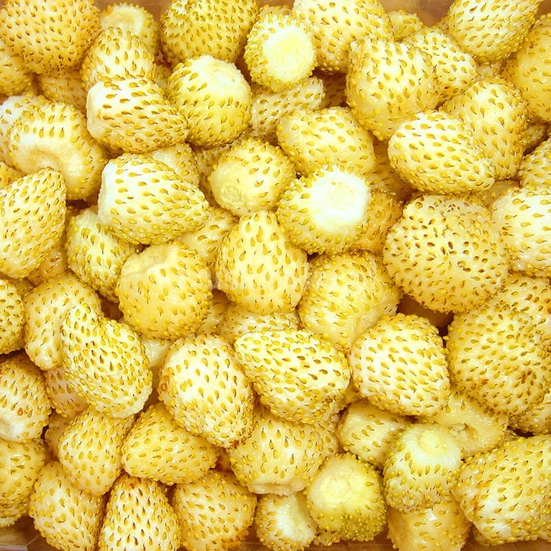 Poziomka Yellow Wonder nasiona sklep