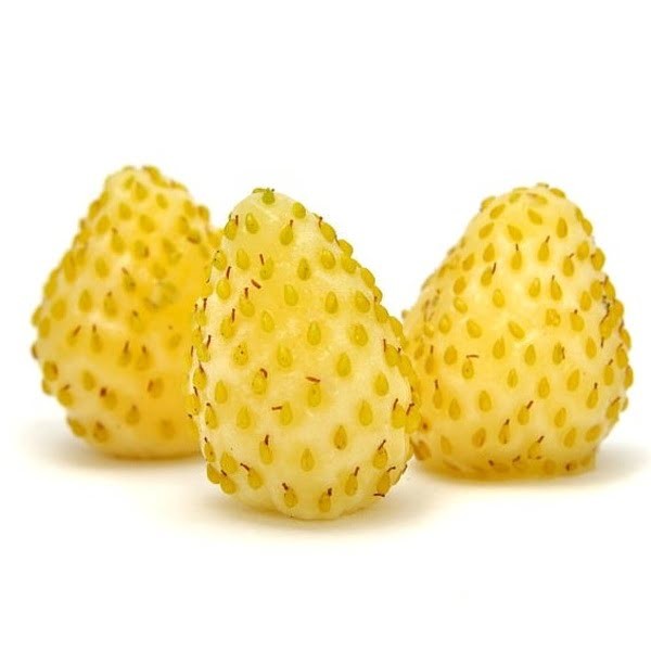 Poziomka Yellow Wonder kiedy wysiewać nasiona