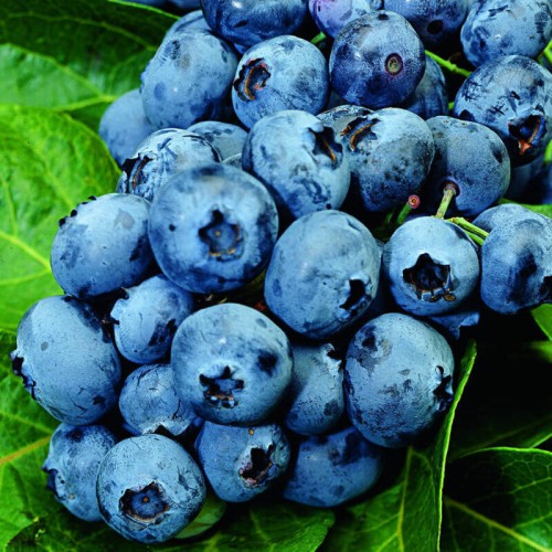 Borówka amerykańska BLUECROP sadzonka 2 letnia C2