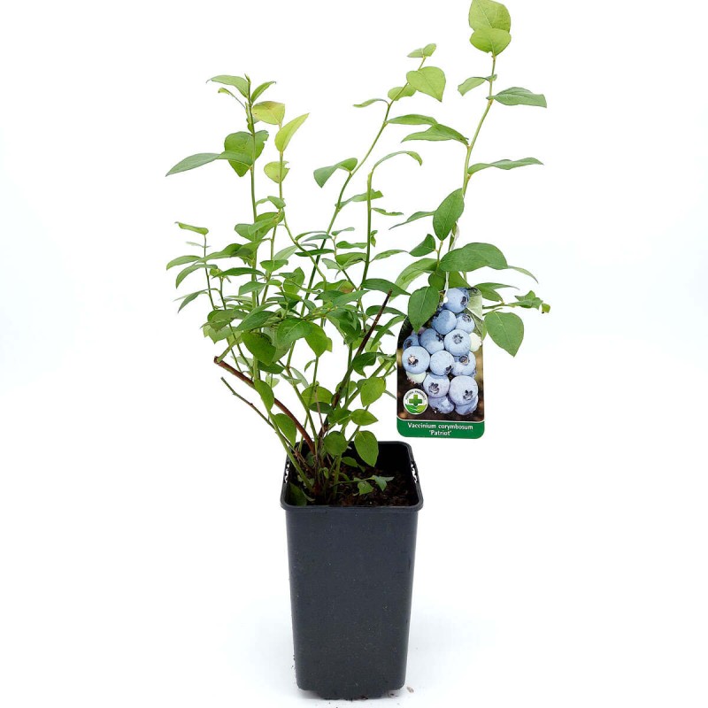borówka bluecrop  c1 sadzonka cena.jpg