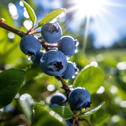Borówka amerykańska TORO sadzonka 2 letnia C2