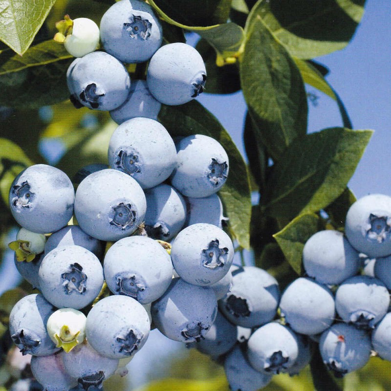 Borówka Amerykańska CHANDLER Sadzonka 3 letnia