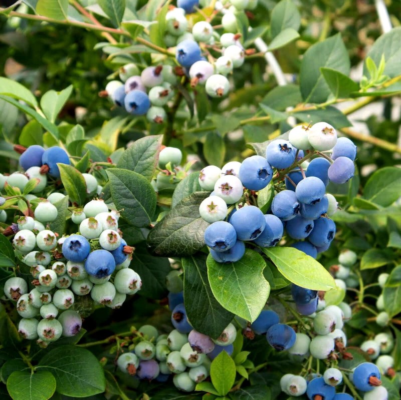 borówka amerykańska bluedolg p9 gdzie sadzić (2).jpg