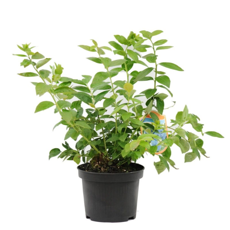 borówka sadzonka bluedolg 3 letnia C2.jpg