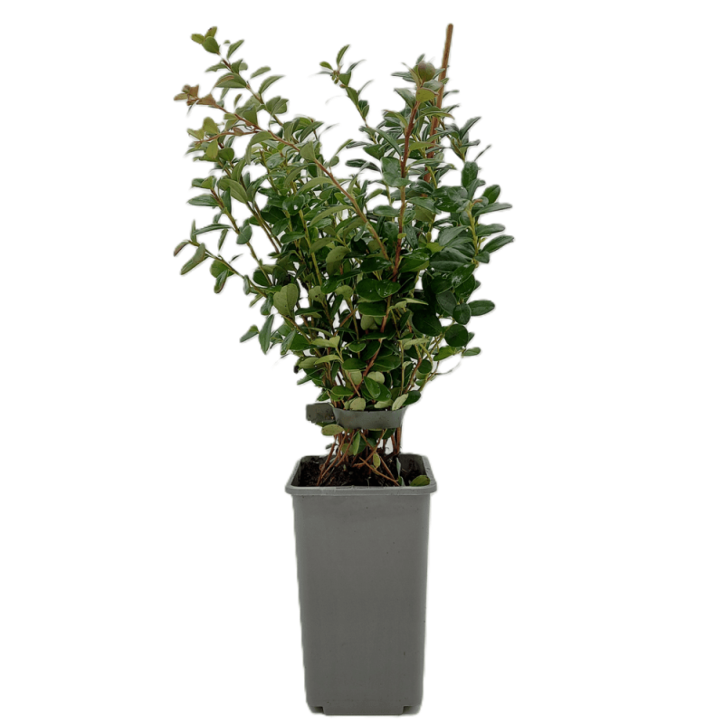 Borówka brusznica w doniczce niska cena