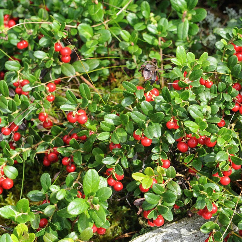 Borówka czerwona brusznica właściwości