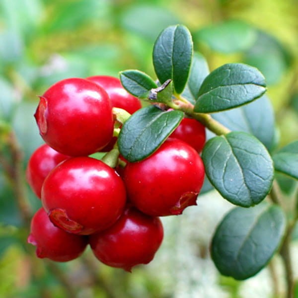 Borówka czerwona brusznica Kiedy zbierać