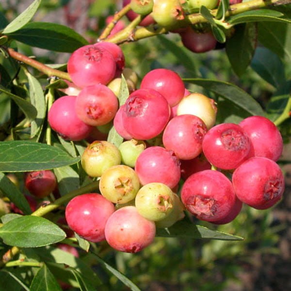 Borówka Pink lemonade kiedy sadzić