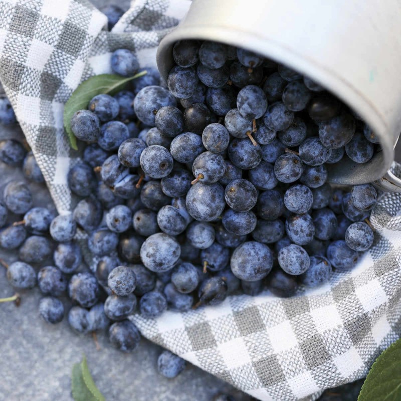 Vaccinium borówka chanticleer  p9 czego nie lubi.jpg