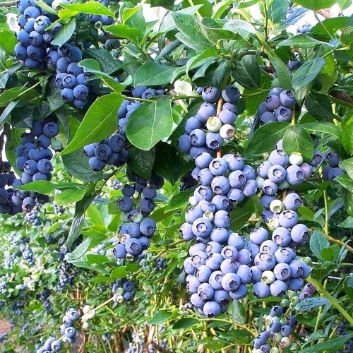 Borówka amerykańska DUKE sadzonka 1,5 roczna P9