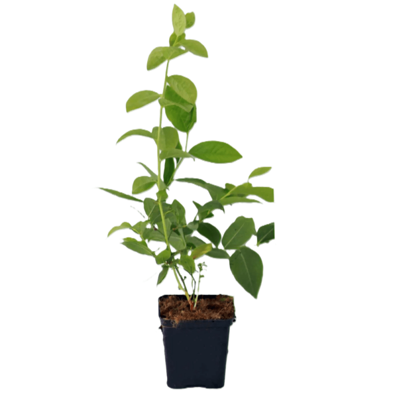borówka sadzonka elliot  p9.png