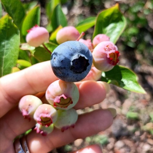 Borówka amerykańska ELLIOT sadzonka C2