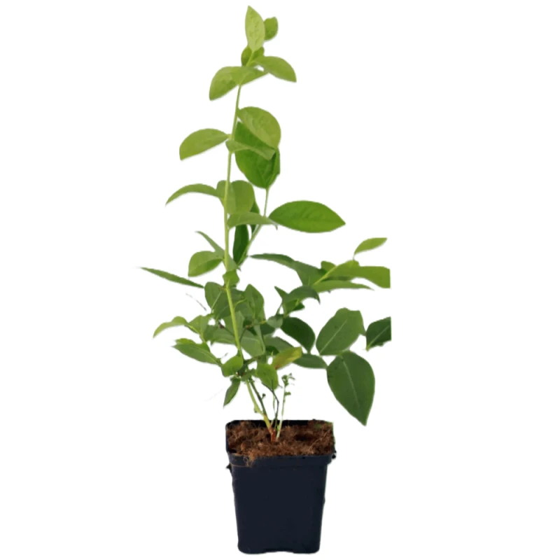 borówka sadzonka bluejay p9.png