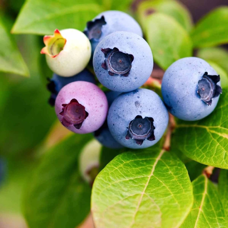 plenna Borówka amerykańska bluejay kiedy owocuje.jpg