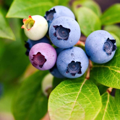 Borówka amerykańska BLUEJAY sadzonka 2 letnia C2