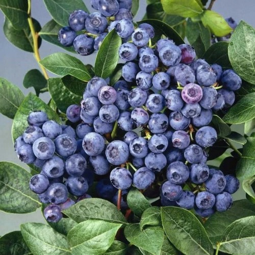 Borówka amerykańska DENIS BLUE sadzonka 1,5 roczna P9