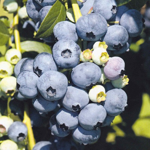 Borówka amerykańska GOLDTRAUBE sadzonka 2 letnia C2