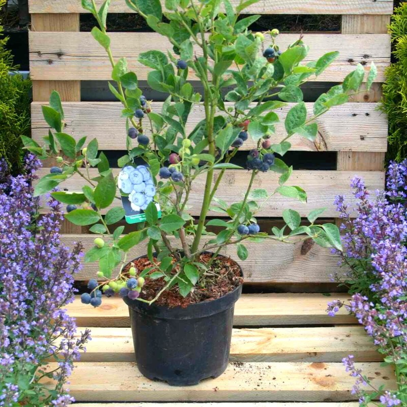 Borówka amerykańska bonifacy sadzonka cena.jpg