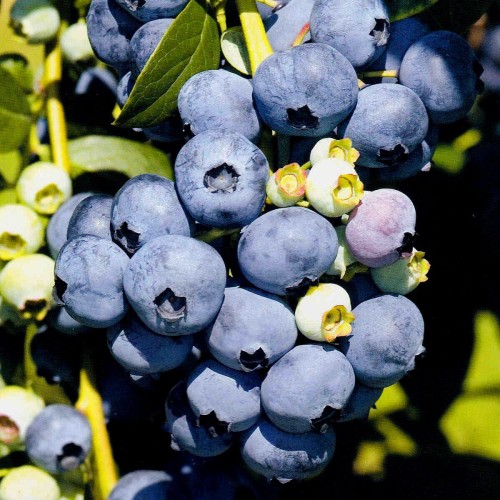 Borówka amerykańska BONIFACY sadzonka 3 letnia 40-60cm