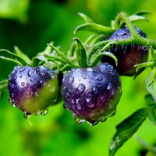 Pomidor gruntowy BLACKBALL nasiona 0,3g