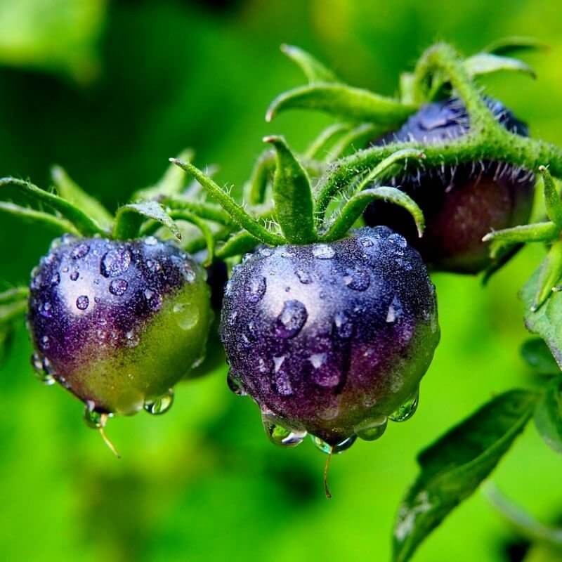 Pomidor gruntowy BLACKBALL NASIONA (1).jpg