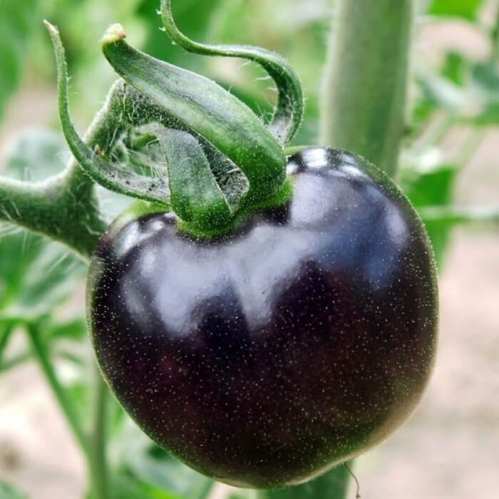 Pomidor gruntowy BLACKBALL NASIONA (3).jpg