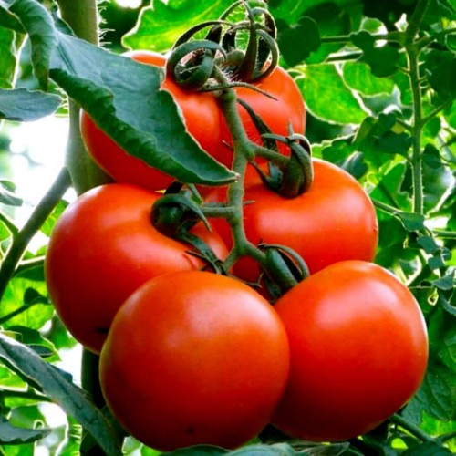 Pomidor SAMURAJ karłowy nasiona 0,5g