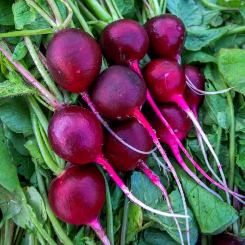 Rzodkiewka MALAGA FIOLETOWA nasiona 5g